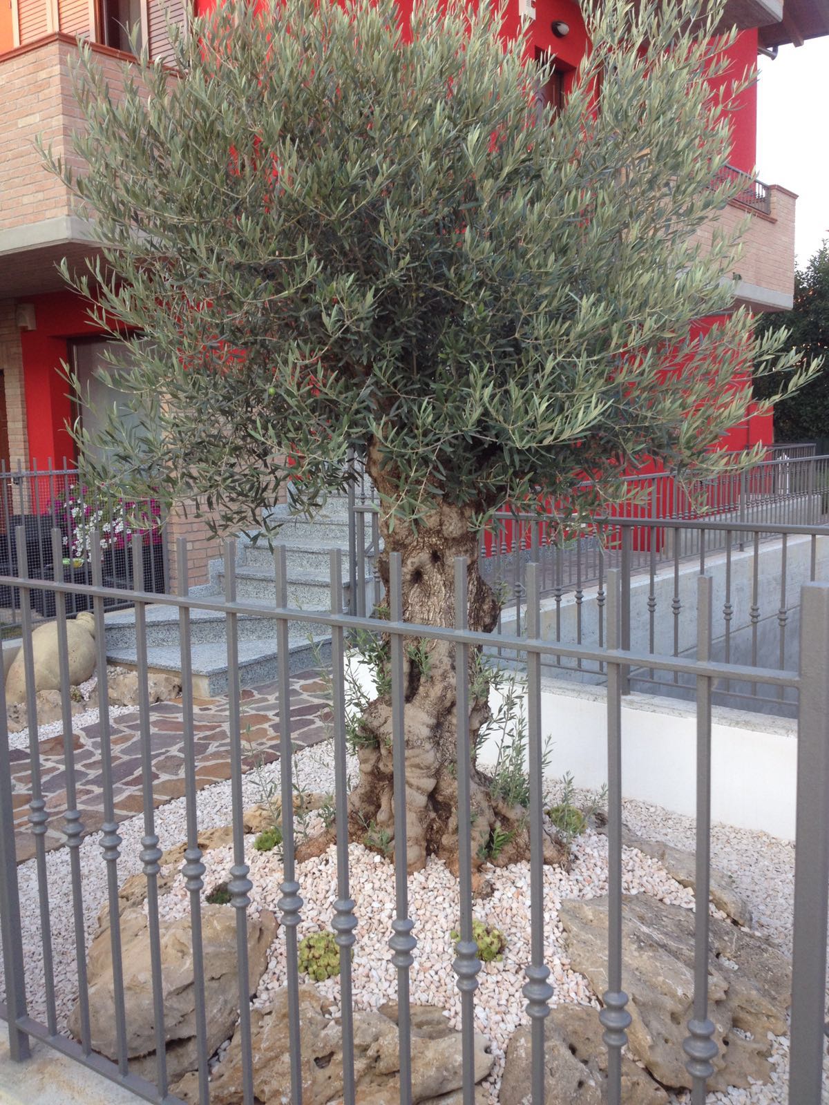 OLIVI BONSAI ORNAMENTALI VENDITA E CONSEGNA